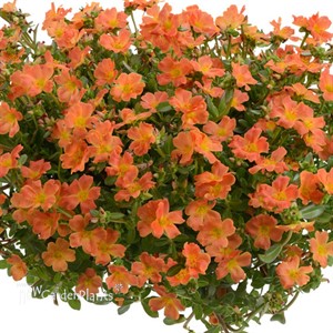 Portulaca Pazazz™ Tangerine
