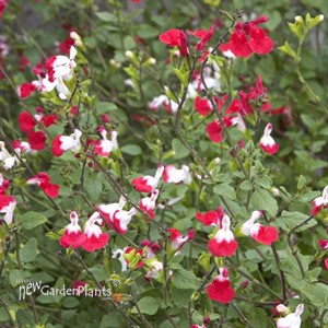 Salvia 'Hot Lips