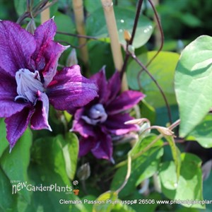 Clematis ‘Purple Climador’