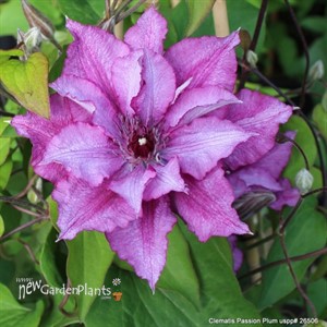 Clematis ‘Purple Climador’