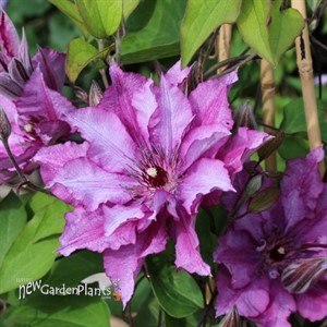 Clematis ‘Purple Climador’
