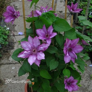 Clematis ‘Purple Climador’
