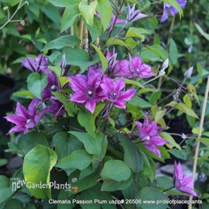 Clematis ‘Purple Climador’