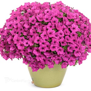 Supertunia Mini Vista® Sweet Sangria Petunia hybrid
