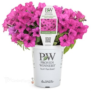 Supertunia Mini Vista® Sweet Sangria Petunia hybrid