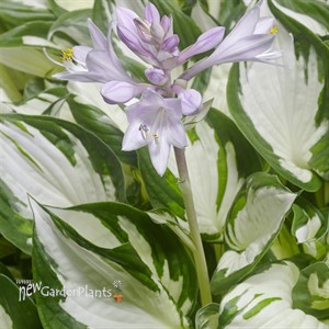 Hosta Amazon