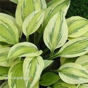 Hosta Captain’s Adventure
