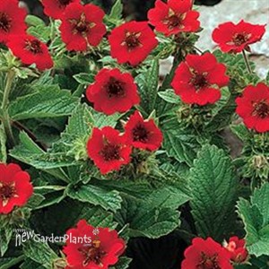 'Scarlet Dreams'  Cinquefoil