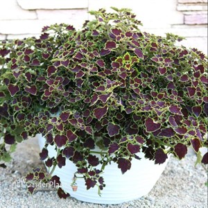 Coleus 'Great Falls Niagara'