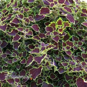 Coleus 'Great Falls Niagara'