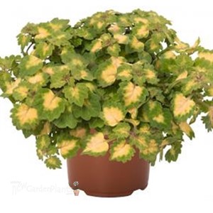 Coleus Great Falls Yosemite