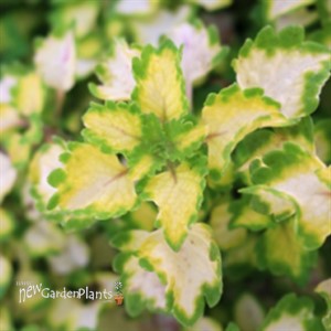 Coleus Great Falls Yosemite