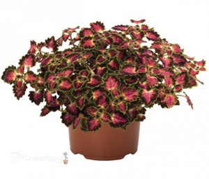 Coleus Great Falls Angel