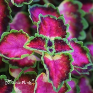Coleus Great Falls Angel
