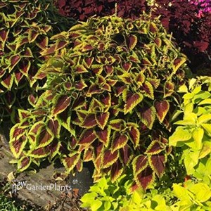 Coleus Main Street 'Alligator Alley
