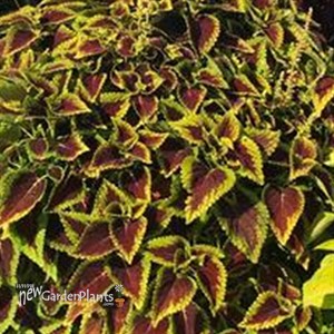 Coleus Main Street 'Alligator Alley