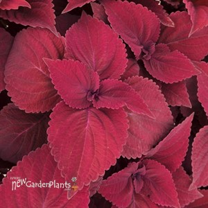 Coleus Main Street Beale Street