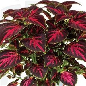 Coleus 'Main Street Orchard Road'