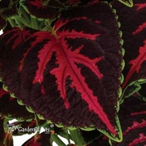 Coleus 'Main Street Orchard Road'