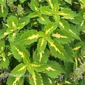 Coleus Stained Glassworks 'Palisade'