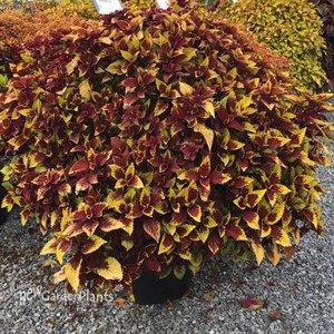 Coleus Stained Glassworks 'Pineapple Express'