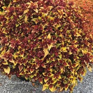 Coleus Stained Glassworks 'Pineapple Express'
