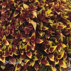 Coleus Stained Glassworks 'Pineapple Express'