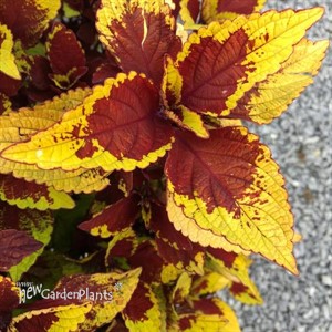Coleus Stained Glassworks 'Pineapple Express'