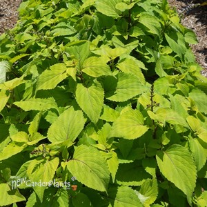 Stained Glass Works 'Big Blonde'