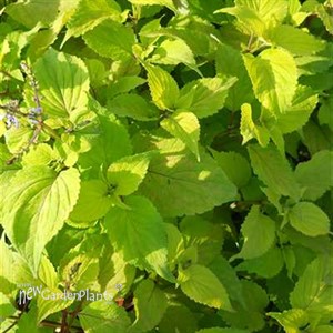 Stained Glass Works 'Big Blonde'