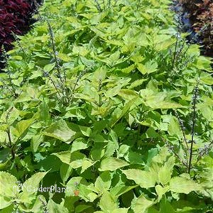 Stained Glass Works 'Big Blonde'