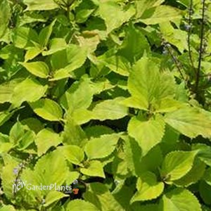 Stained Glass Works 'Big Blonde'