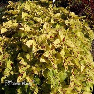 Coleus 'Stained Glassworks Presidio'