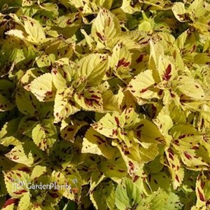 Coleus 'Stained Glassworks Presidio'