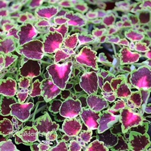 Coleus 'Stained Glassworks Trailing Monarch'