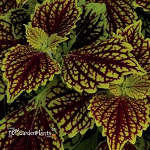 Coleus Main Street Venice Boulevard