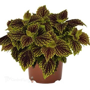 Coleus Main Street Venice Boulevard