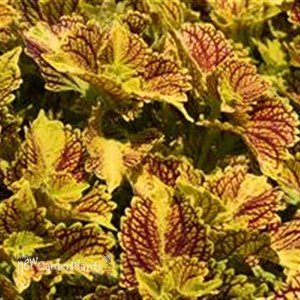 Coleus Main Street Venice Boulevard