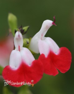 Salvia 'Hot Lips
