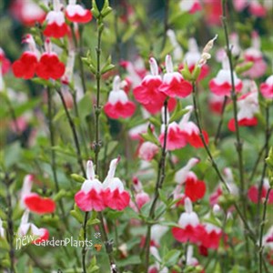 Salvia 'Hot Lips