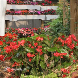 Dragon Wing® Red Angelwing Begonia