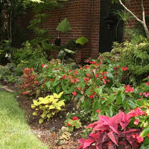 Dragon Wing® Red Angelwing Begonia