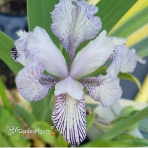 Iris 'Variegata Reginae