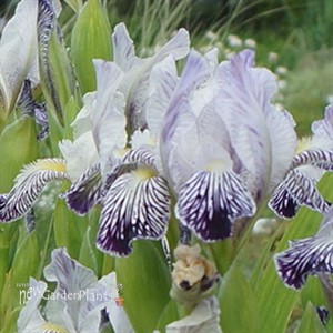 Iris 'Variegata Reginae