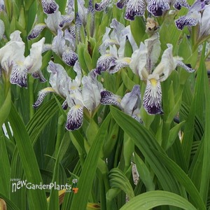 Iris 'Variegata Reginae