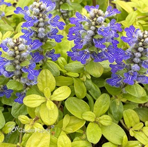 Ajuga Cordial Canary