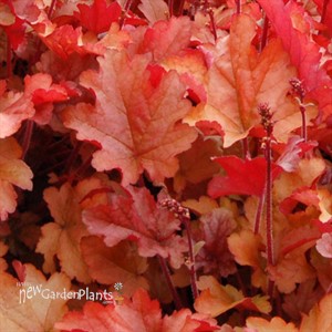 'Peach Flambe' pp17195