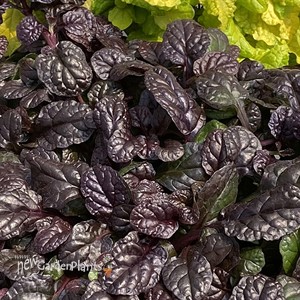 Ajuga Fierce Falcon