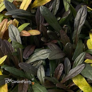 Ajuga Noble Nightingale