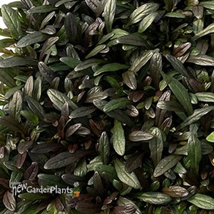 Ajuga Noble Nightingale